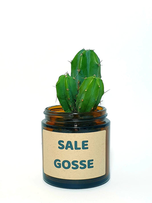 Pot Flower - Sale Gosse