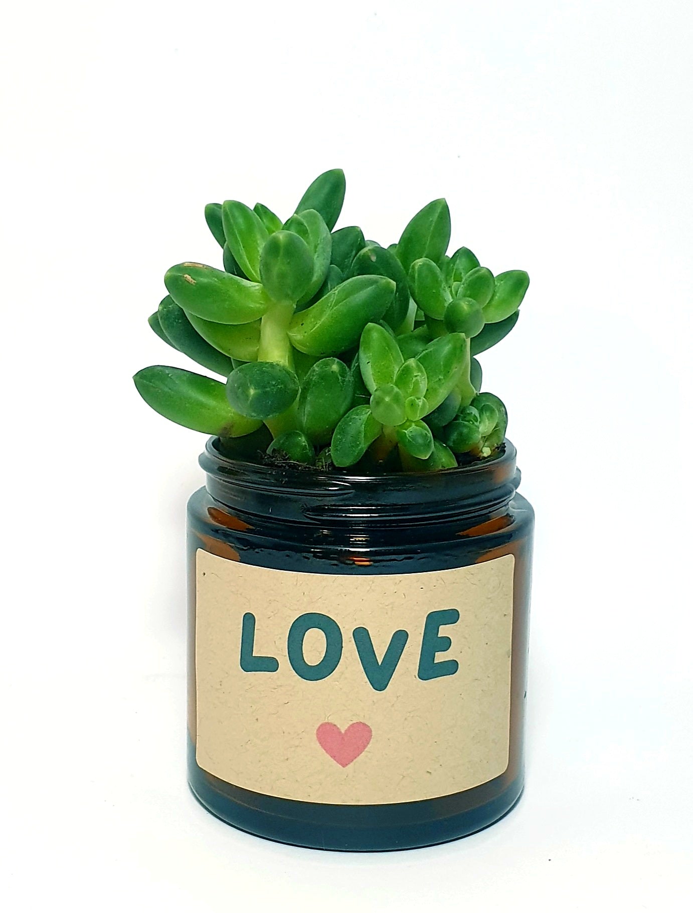 Pot Flower - Love