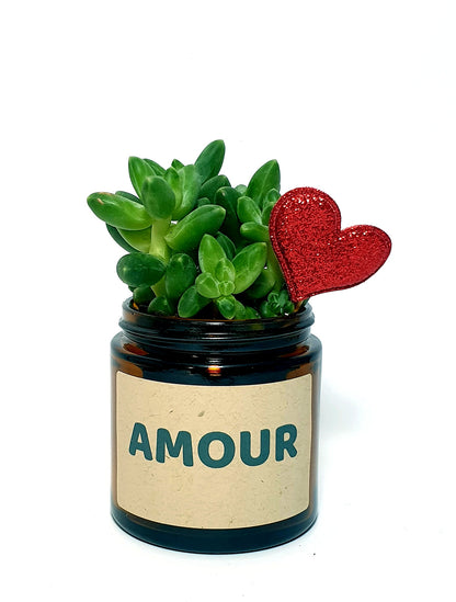 Pot Flower - Amour