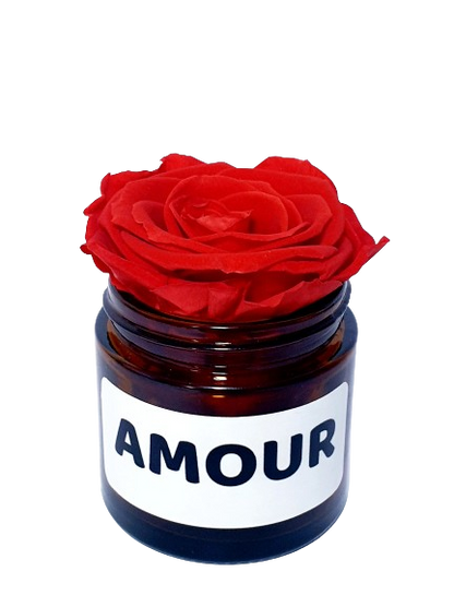 Rose flower - Amour