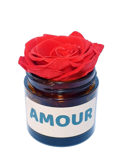 Rose flower - Amour