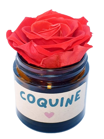 Rose flower - Coquine