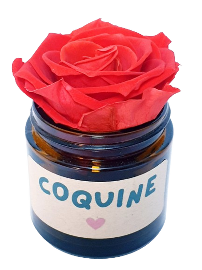 Rose flower - Coquine