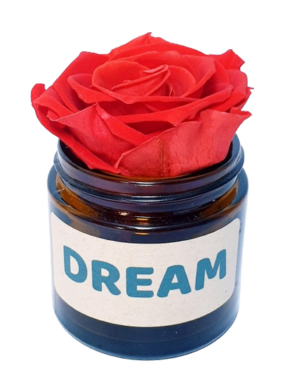 Rose flower - Dream