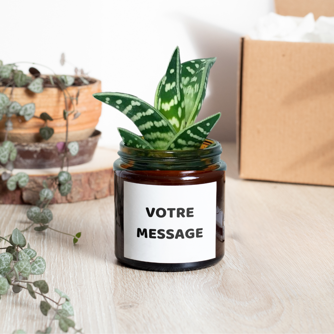 Petite succulente d'intérieur dans son pot personnalisé, décoration naturelle et message sur mesure.