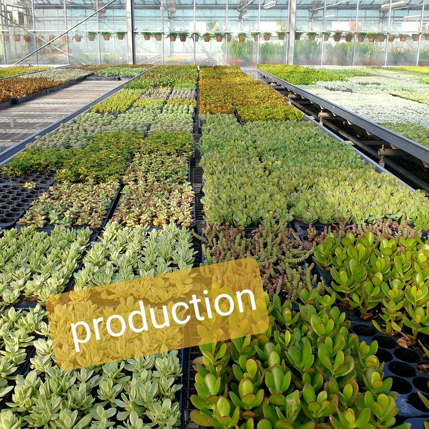 pépinière pour contenant une plante succulente ou un cactus, fabriqué par Mamie Flower