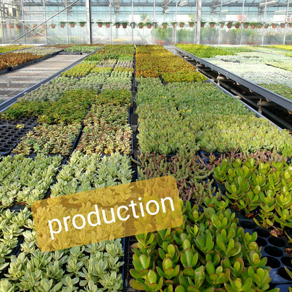 pépinière pour contenant une plante succulente ou un cactus, fabriqué par Mamie Flower