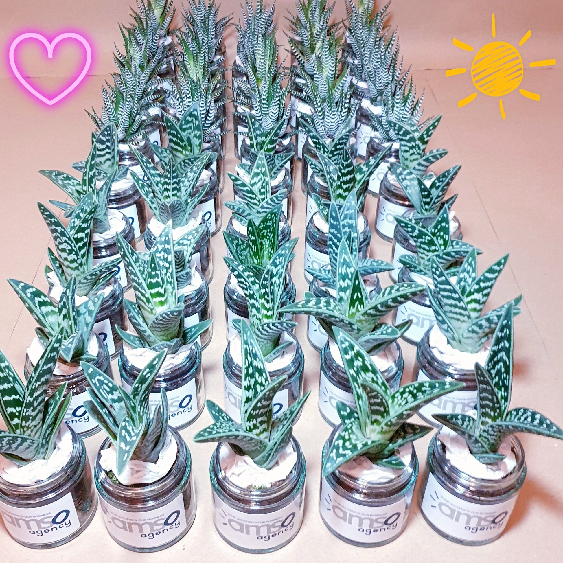 Pot de fleur personnalisé avec un message original, contenant une plante succulente ou un cactus, fabriqué par Mamie Flower