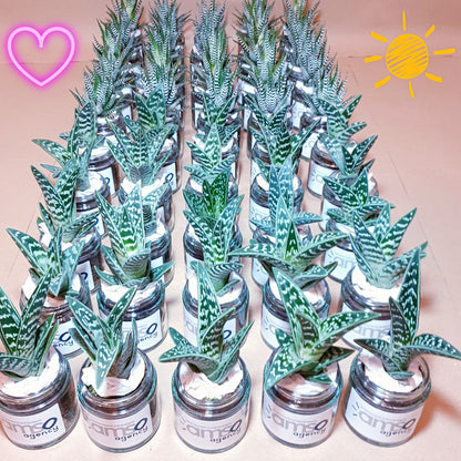 Pot de fleur personnalisé avec un message original, contenant une plante succulente ou un cactus, fabriqué par Mamie Flower